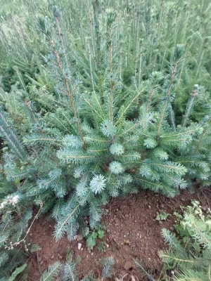 Pachet 50 buc. molid sarbesc (Picea omorika)