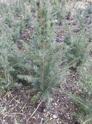 Pachet 50 buc. molid sarbesc (Picea omorika)