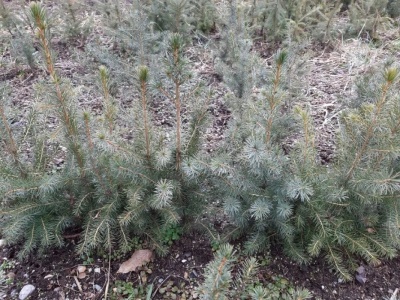 Pachet 50 buc. molid sarbesc (Picea omorika)