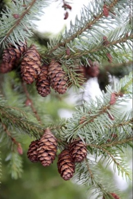 Pachet 50 buc. molid sarbesc (Picea omorika)