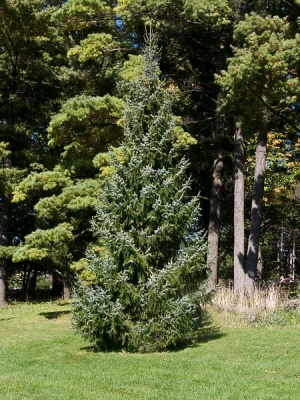 Pachet 50 buc. molid sarbesc (Picea omorika)