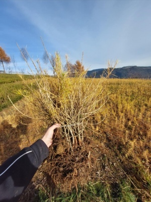 Pachet 50 buc. larice (Larix decidua)