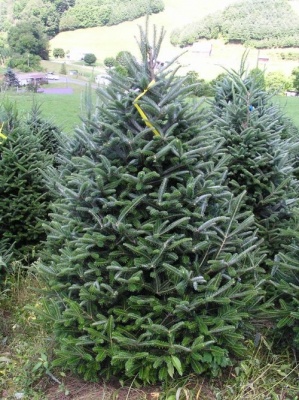 Pachet 4 buc. Brad Fraser Premium Abies fraseri crescut la ghiveci 5L- inaltime 60-80 cm (6 ani)