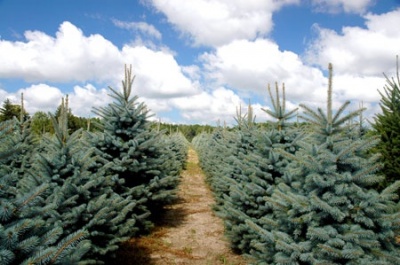 Pachet 4 buc. Molid argintiu Kaibab Premium Picea pungens glauca Kaibab crescut la ghiveci 5L- inaltime 60-80 cm (6 ani)