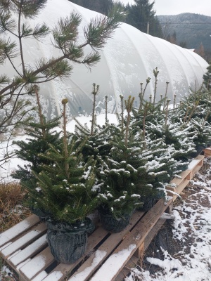 Pachet 4 buc. Brad coreean Premium Abies coreana crescut la ghiveci 5L- inaltime 60-80 cm (6 ani)