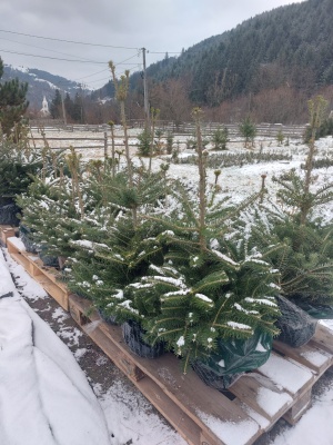 Pachet 4 buc. Brad coreean Premium Abies coreana crescut la ghiveci 5L- inaltime 60-80 cm (6 ani)