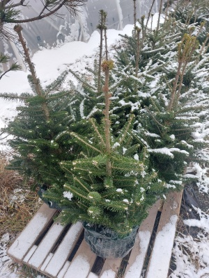 Pachet 4 buc. Brad coreean Premium Abies coreana crescut la ghiveci 5L- inaltime 60-80 cm (6 ani)