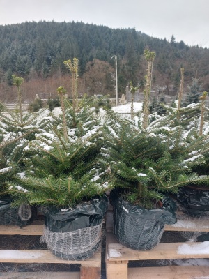 Pachet 4 buc. Brad coreean Premium Abies coreana crescut la ghiveci 5L- inaltime 60-80 cm (6 ani)