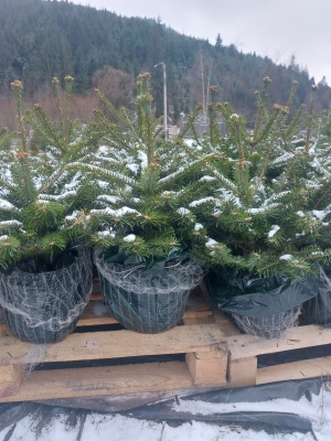 Pachet 4 buc. Brad Nordmann Premium Abies nordmanniana crescut la ghiveci 5L- inaltime 60-80 cm (6 ani)