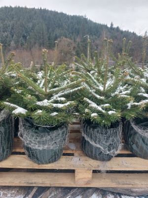 Pachet 4 buc. Brad Nordmann Premium Abies nordmanniana crescut la ghiveci 5L- inaltime 60-80 cm (6 ani)