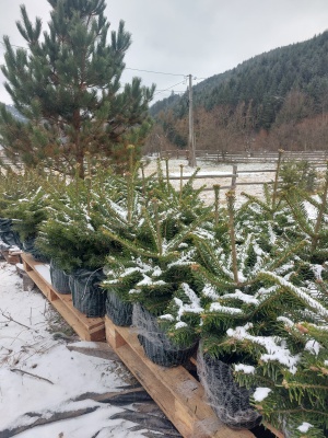 Pachet 4 buc. Brad Nordmann Premium Abies nordmanniana crescut la ghiveci 5L- inaltime 60-80 cm (6 ani)