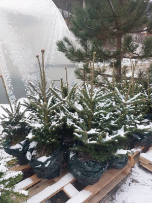 Pachet 4 buc. Brad Fraser Premium Abies fraseri crescut la ghiveci 5L- inaltime 60-80 cm (6 ani)