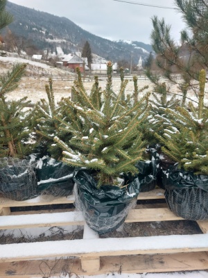 Pachet 4 buc. Molid argintiu Kaibab Premium Picea pungens glauca Kaibab crescut la ghiveci 5L- inaltime 60-80 cm (6 ani)