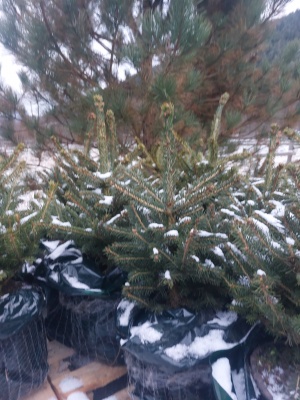 Pachet 4 buc. Molid argintiu Kaibab Premium Picea pungens glauca Kaibab crescut la ghiveci 5L- inaltime 60-80 cm (6 ani)