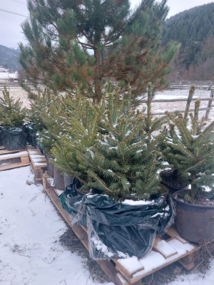 Pachet 4 buc. Molid argintiu Kaibab Premium Picea pungens glauca Kaibab crescut la ghiveci 5L- inaltime 60-80 cm (6 ani)