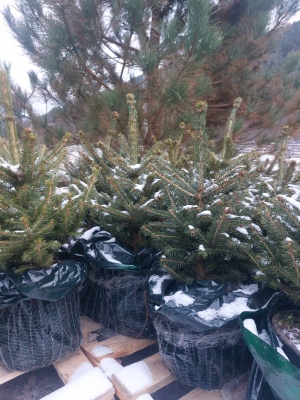 Pachet 4 buc. Molid argintiu Kaibab Premium Picea pungens glauca Kaibab crescut la ghiveci 5L- inaltime 60-80 cm (6 ani)