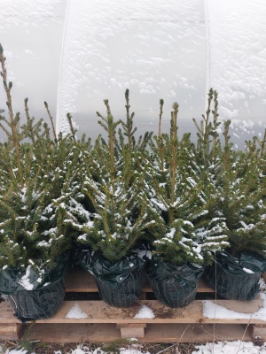 Pachet 4 buc. Molid argintiu Sarbesc Premium Picea omorika crescut la ghiveci 5L- inaltime 60-80 cm (6 ani)