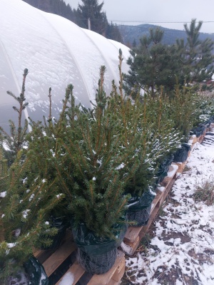 Pachet 4 buc. Molid argintiu Sarbesc Premium Picea omorika crescut la ghiveci 5L- inaltime 60-80 cm (6 ani)