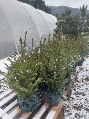 Pachet 4 buc. Molid argintiu Sarbesc Premium Picea omorika crescut la ghiveci 5L- inaltime 60-80 cm (6 ani)