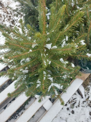 Pachet 4 buc. Molid argintiu Sarbesc Premium Picea omorika crescut la ghiveci 5L- inaltime 60-80 cm (6 ani)