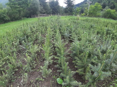 Pachet 50 buc. molid argintiu (Picea pungens Glauca Majestic Blue )