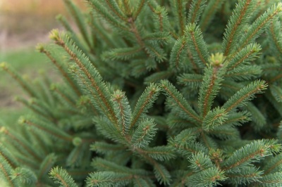 Pachet 50 buc. molid densata Black Hills (Picea glauca densata)