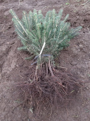 Pachet 50 buc. molid argintiu (Picea pungens Glauca Majestic Blue )