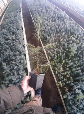 Pachet 50 buc. pin silvestru (Pinus sylvestris)