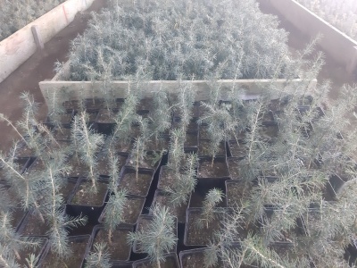 Pachet 30 buc. cedru (Cedrus atlantica)