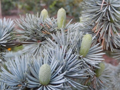 Pachet 30 buc. cedru (Cedrus atlantica)