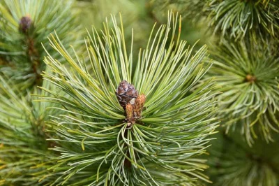 Pachet 50 buc. pin silvestru (Pinus sylvestris)