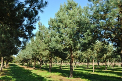 Pachet 50 buc. pin silvestru (Pinus sylvestris)