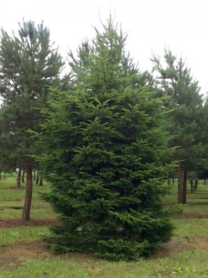 Pachet 50 buc. brad alb (Abies alba)