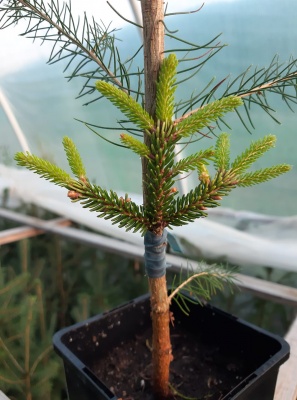 Molid Picea orientalis 'Aureospicata'- 1 buc.