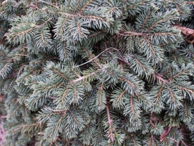 Molid Picea pungens 'Waldbrunn'- 1 buc.