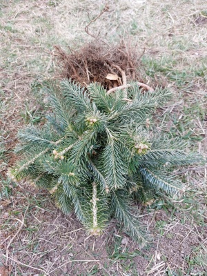 Pachet 50 buc. brad lasiocarpa arizonica (Abies lasiocarpa arizonica)