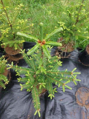 Pachet 5 buc. Brad american Abies balsamea la ghiveci 5L- inaltime 60-80 cm (6 ani)