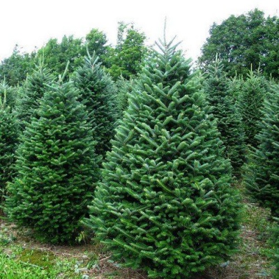 Pachet 5 buc. Brad american Abies balsamea la ghiveci 5L- inaltime 60-80 cm (6 ani)